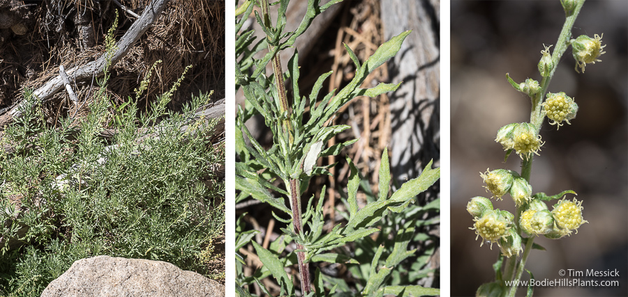 Artemisia ludoviciana