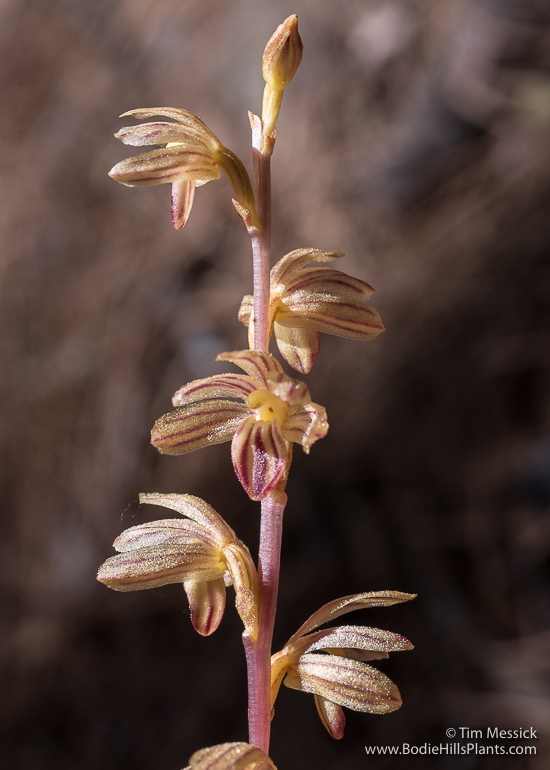 Corallorhiza striata