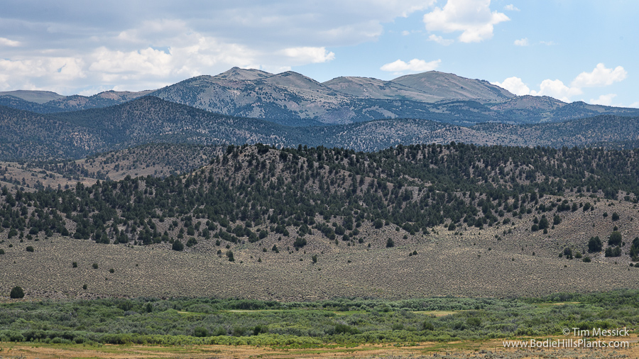 Masonic Mountain from the north