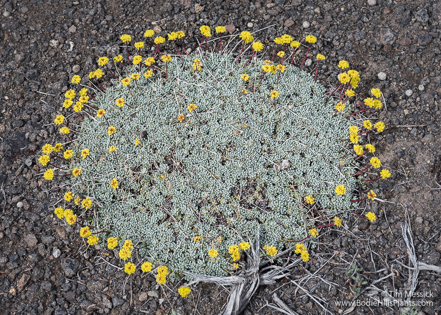Eriogonum caespitosum
