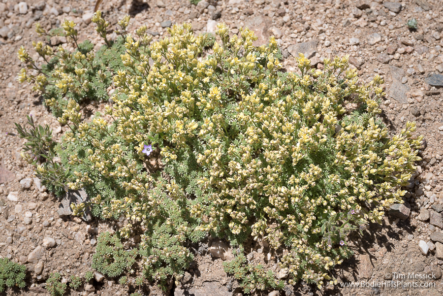 Cusickiella quadricostata