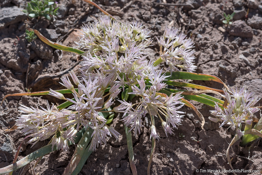Allium anceps