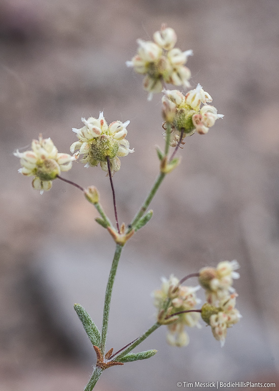 Eriogonum maculatum