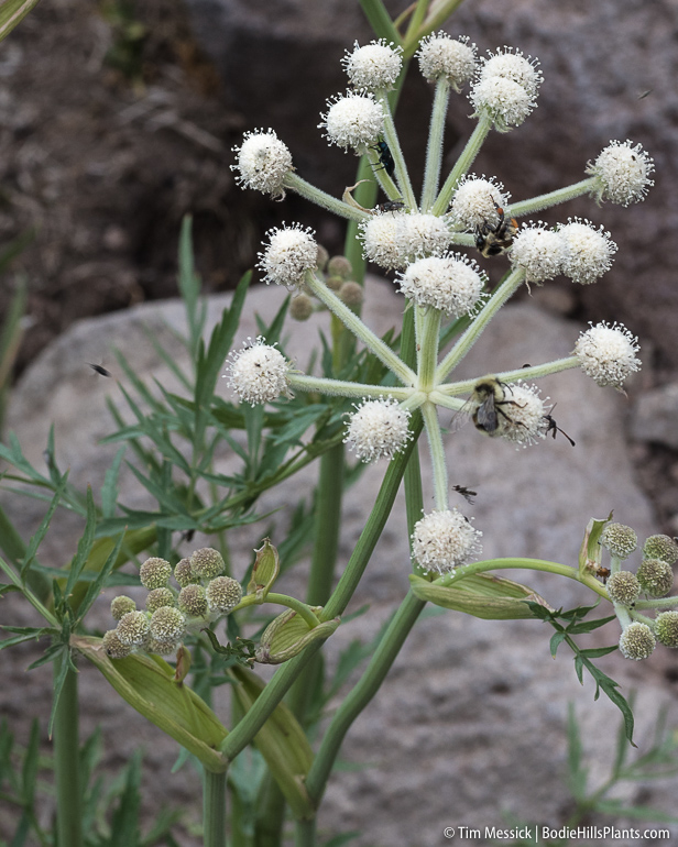 Angelica capitellata