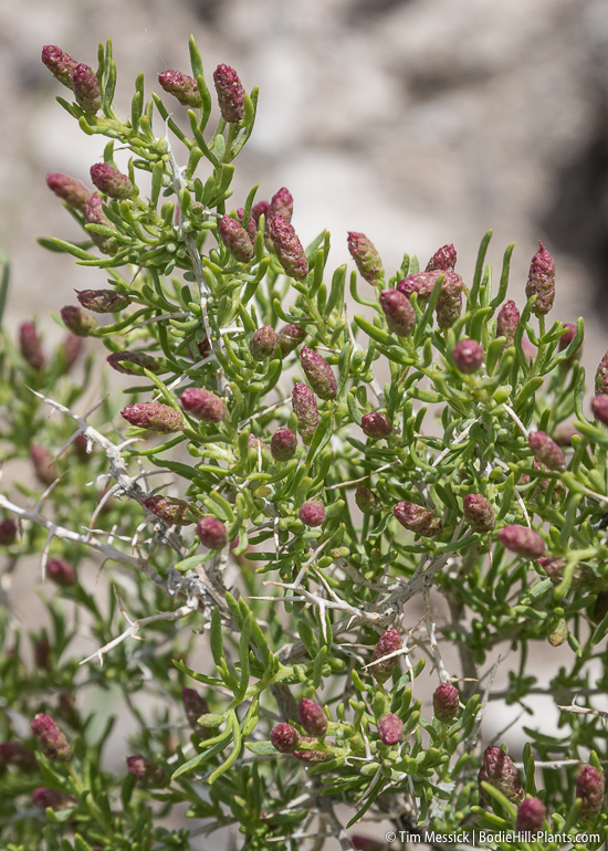 Sarcobatus vermiculatus