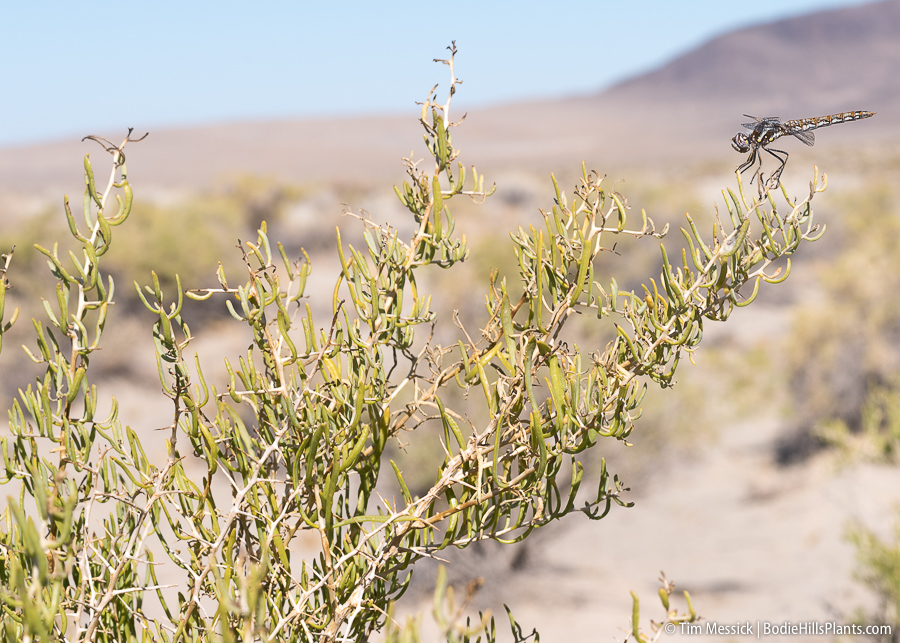 Sarcobatus vermiculatus
