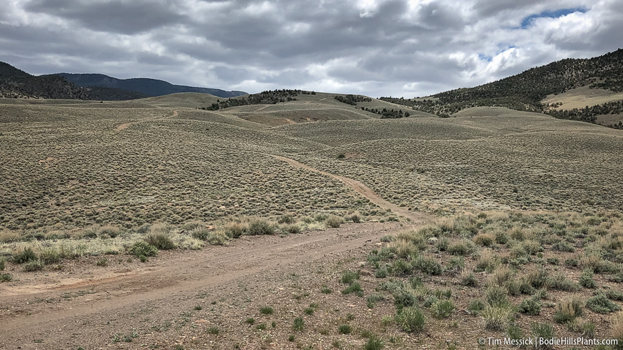 North side of the Bodie Hills, Road NF 128