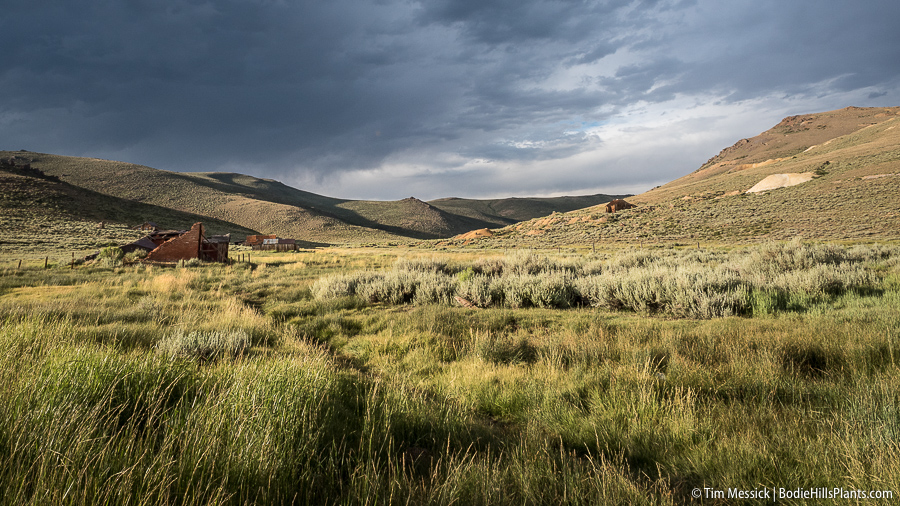 A rainy day at Bodie