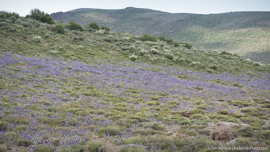 A snow accumulation site