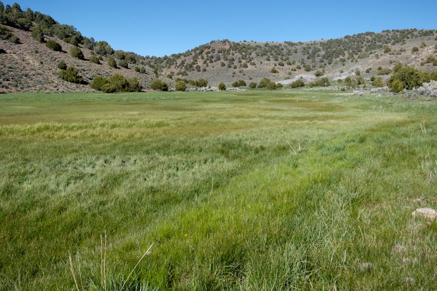 Mormon Meadow