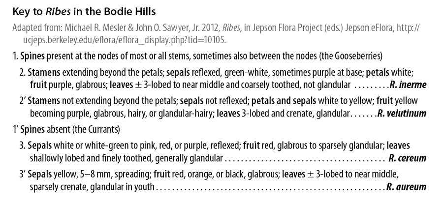 Key to Ribes in the Bodie Hills