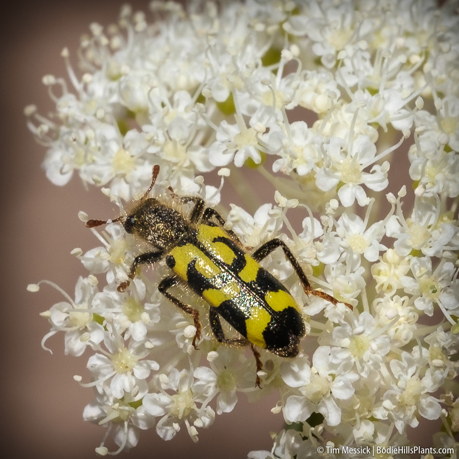 Trichodes ornatus on Perideridia