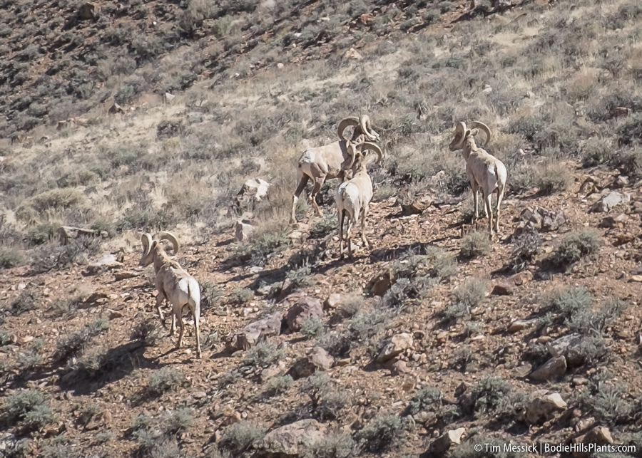 Desert Bighorn