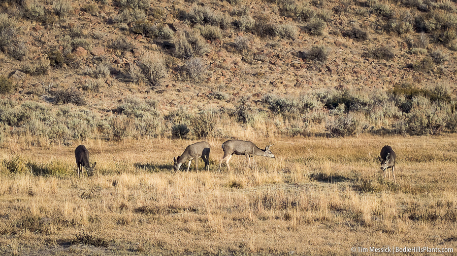 Mule Deer