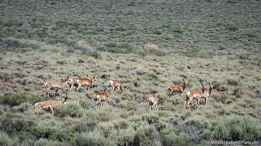 Pronghorn