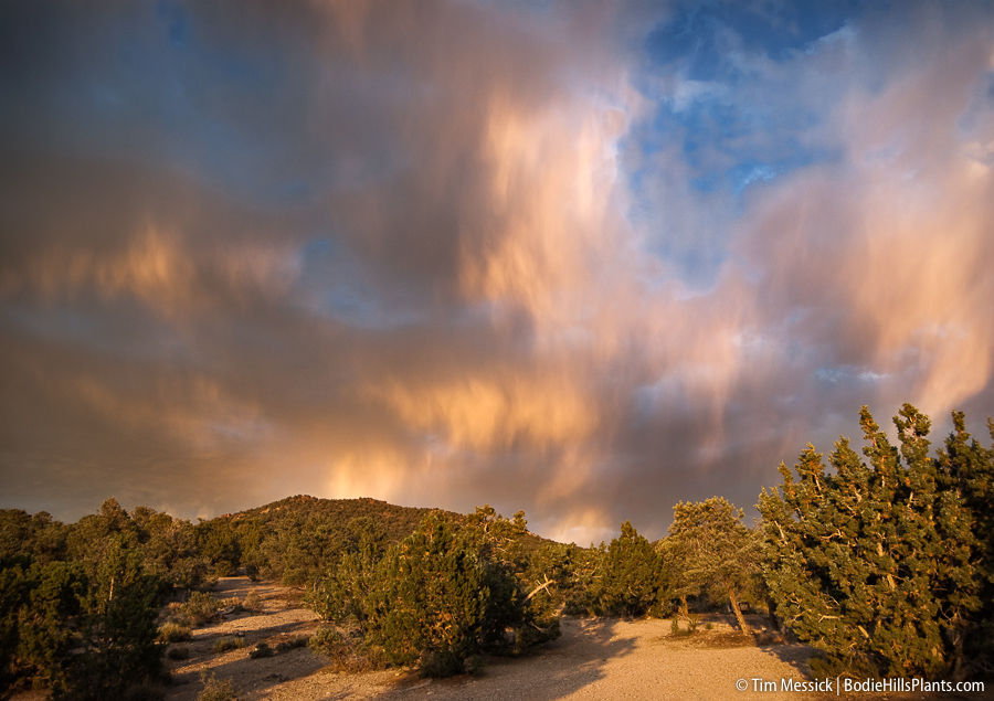 Berlin-Ichthyosaur State Park