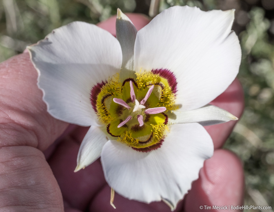 Calochortus bruneaunis