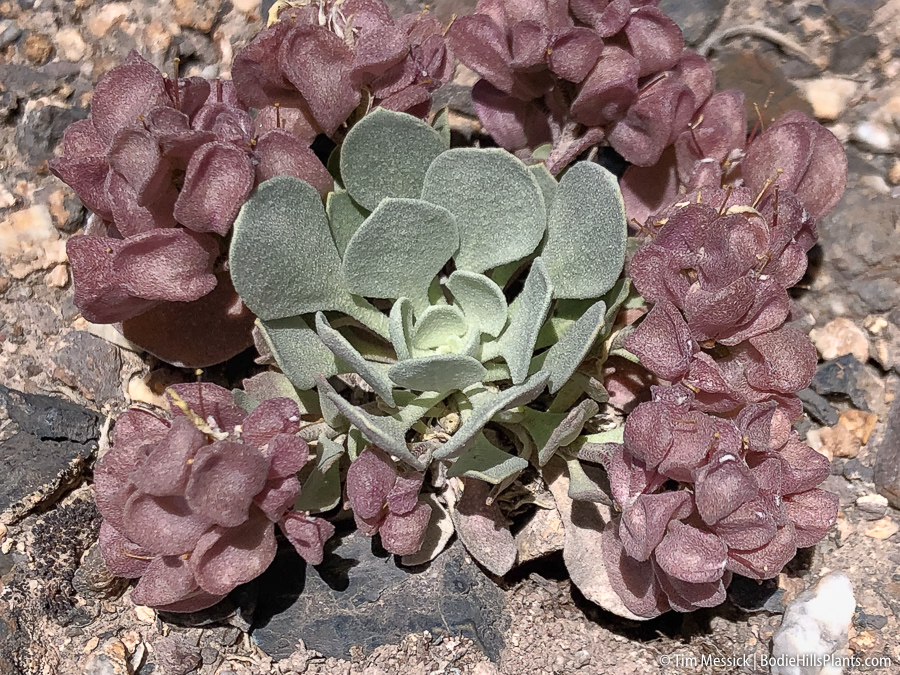 Physaria chambersii