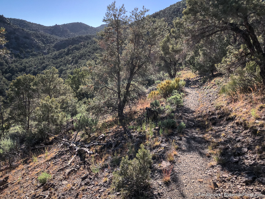 Along the Richmond Canyon Trail